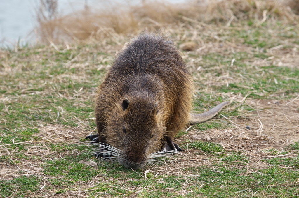 溜池に棲むヌートリア