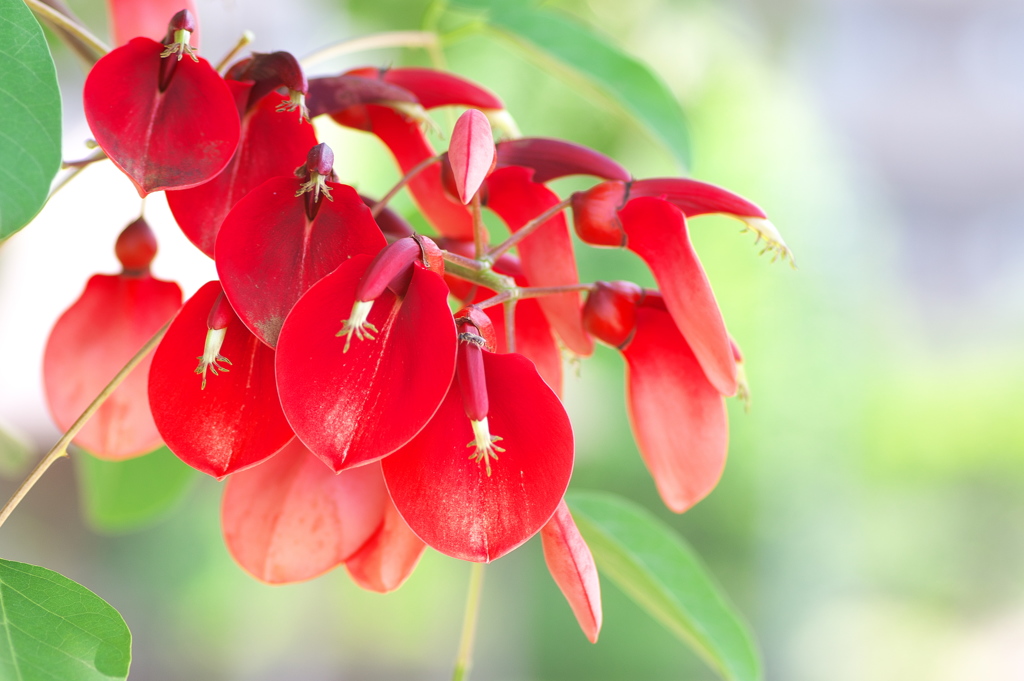 街角に咲く夏の花（アメリカデイゴ）