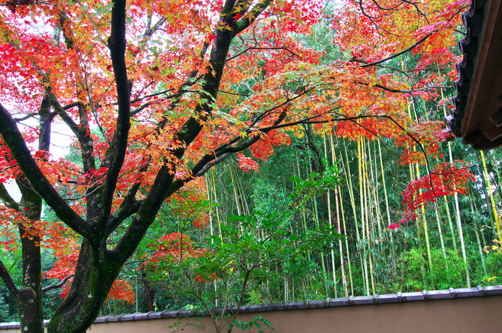 京都洛北紅葉巡り５（光悦寺１）