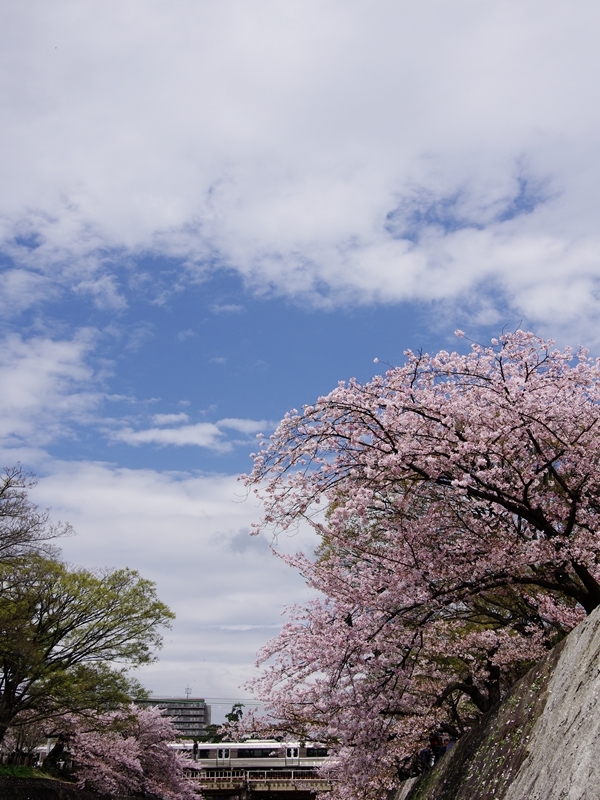 桜巡り１（夙川公園）