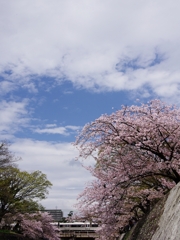 桜巡り１（夙川公園）