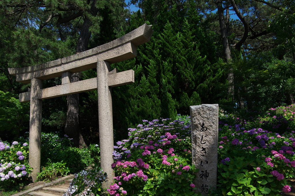 住吉神社の紫陽花（アジサイ）が満開２