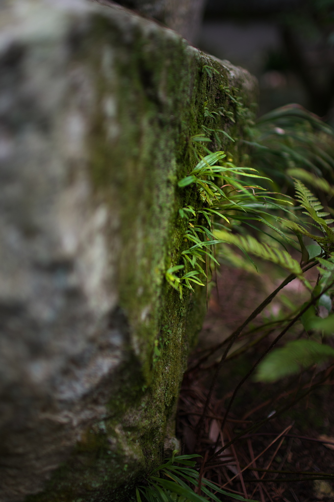 苔むした庭石