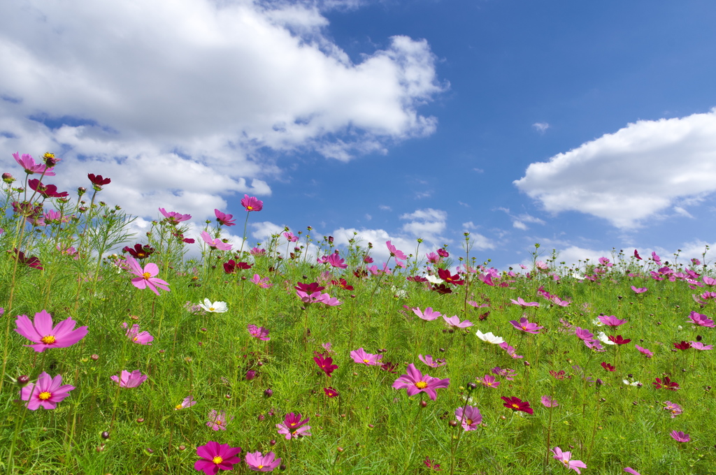 溜池土手に咲く秋桜（コスモス）１