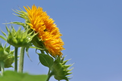 街角に咲く夏の花（八重咲のヒマワリ）