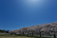 豊房（とよふさ）桜並木