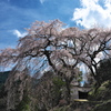 善徳寺（ぜんとくじ）の枝垂れ桜２