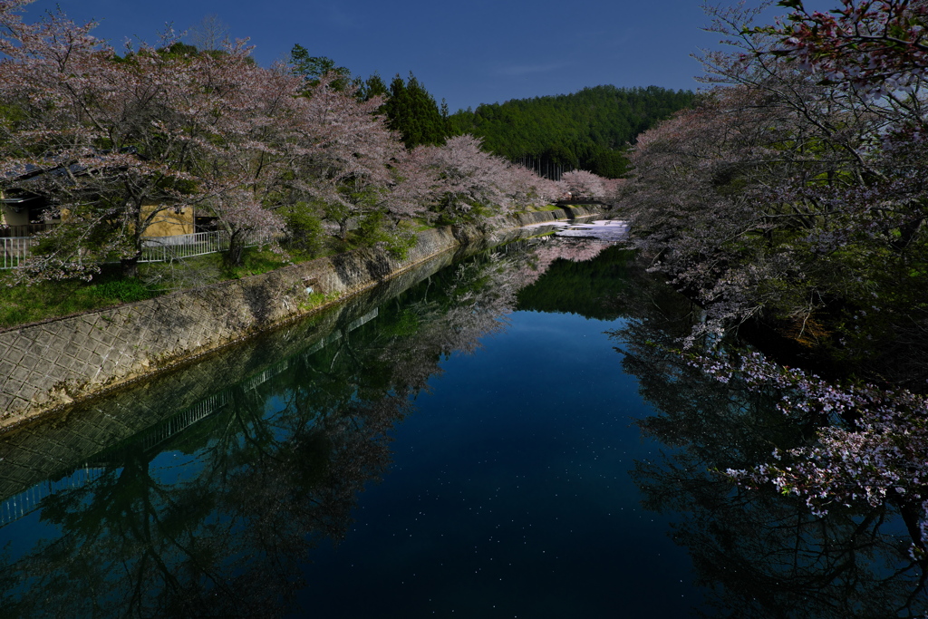 矢谷下橋の桜並木１