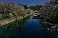 矢谷下橋の桜並木１