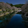 矢谷下橋の桜並木１