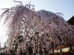 奈良花巡り４（氷室神社の枝垂れ桜）