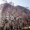 奈良花巡り４（氷室神社の枝垂れ桜）