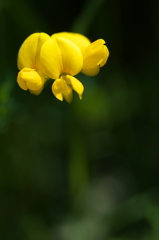 溜池の土手で見つけた都草（ミヤコグサ）