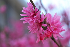 ピンク色の春の花（キクモモ）