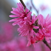ピンク色の春の花（キクモモ）