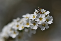 春の公園に咲く雪柳（ユキヤナギ）