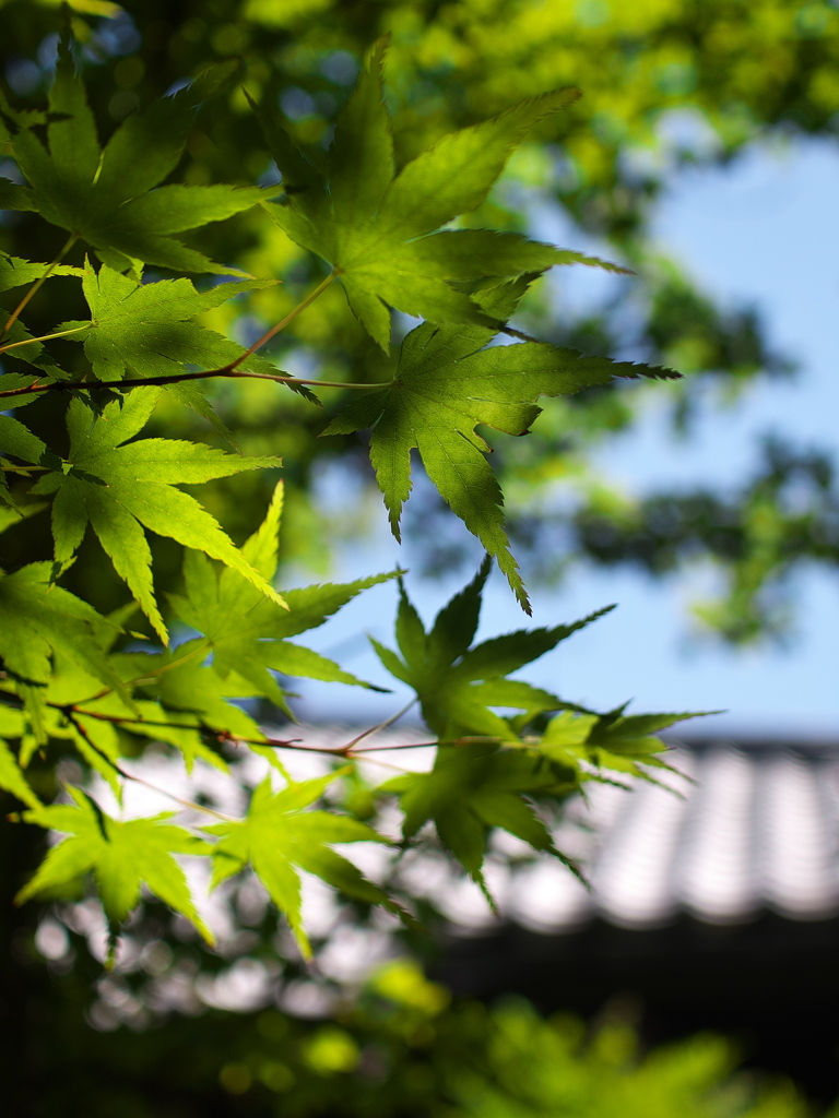 神社の青モミジ