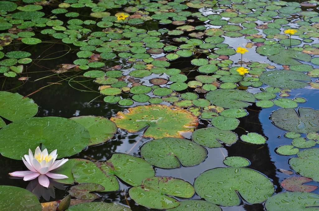 神戸市立森林植物園にて３（スイレンとアサザ）