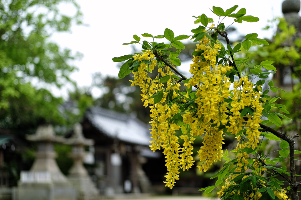 神社の金鎖（キングサリ）２