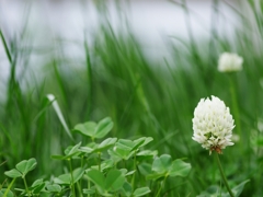 春の野草６（白詰草）