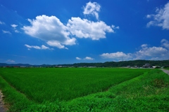 仲夏の里山の風景１