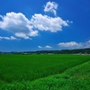 仲夏の里山の風景１