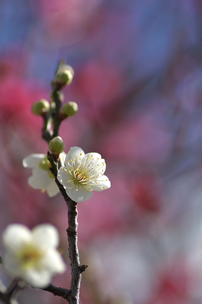 公園の梅が咲いた３（白梅）