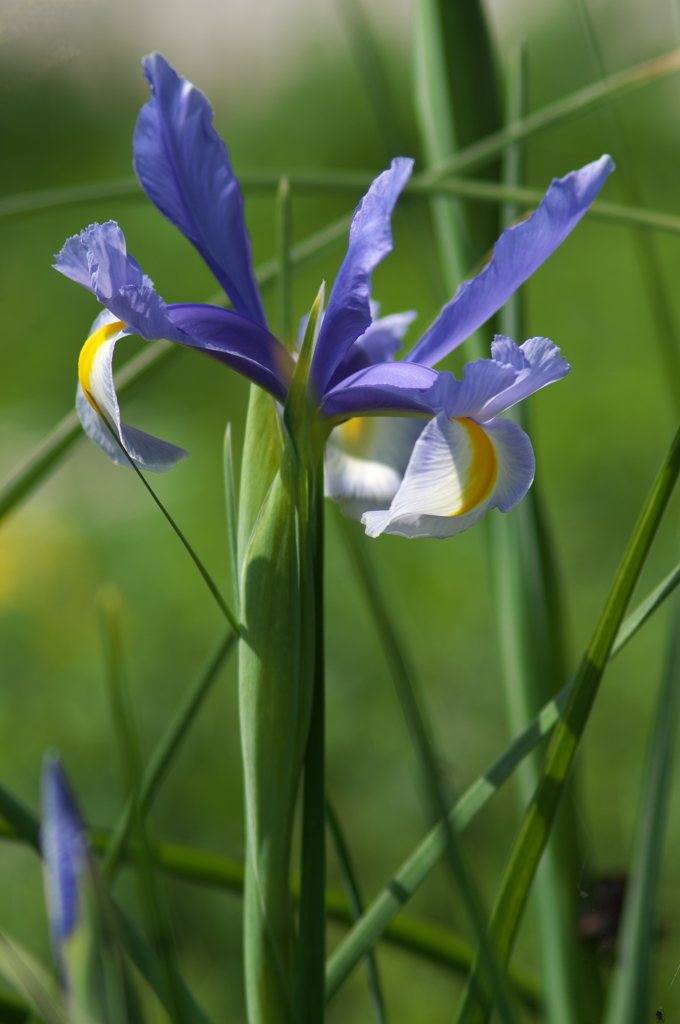 花菖蒲（ハナショウブ）