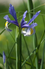 花菖蒲（ハナショウブ）