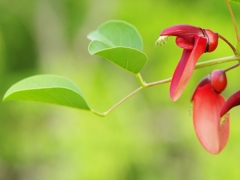 夏の花々２（海紅豆２）