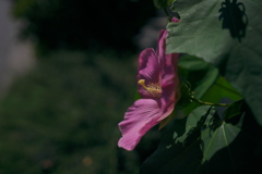 夏の花芙蓉（フヨウ）２