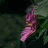 夏の花芙蓉（フヨウ）２