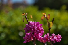 ピンク色の春の花（ハナズオウ）