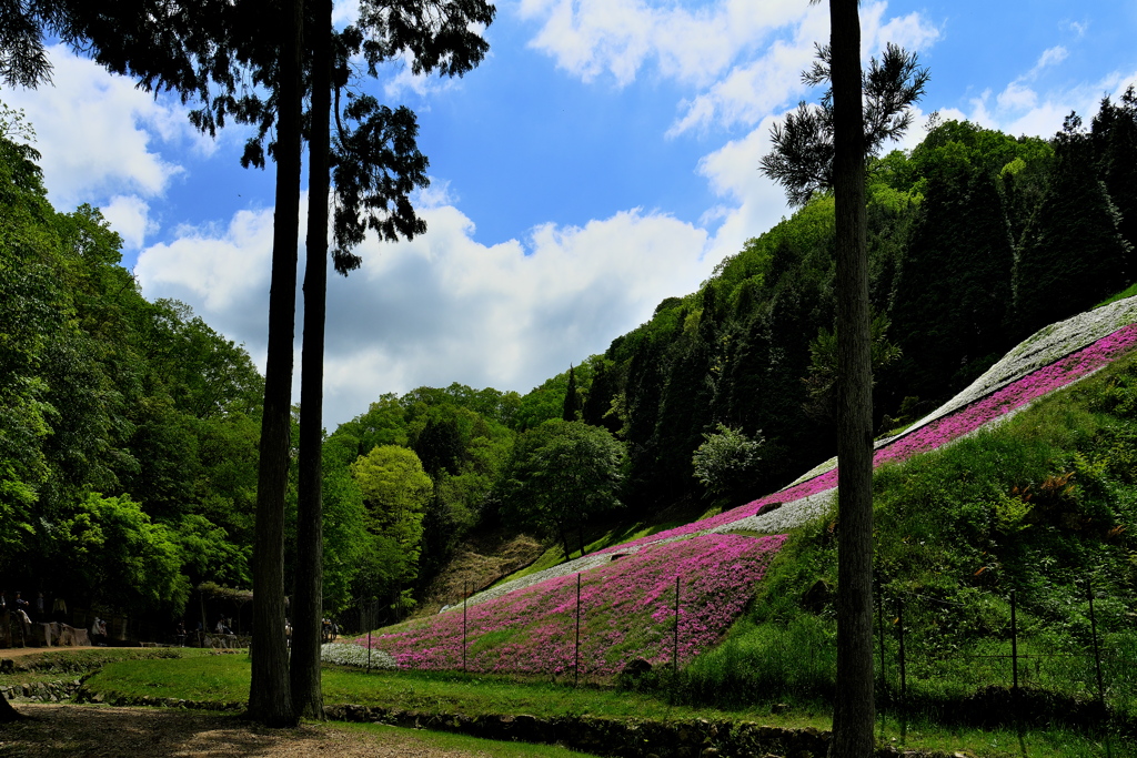 芝桜の小道２