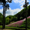 芝桜の小道２
