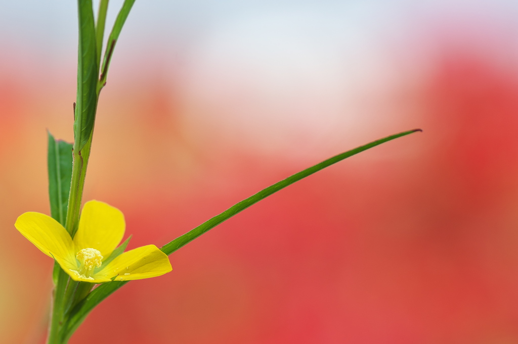 畔に咲く野草花（ロボウガラシ）