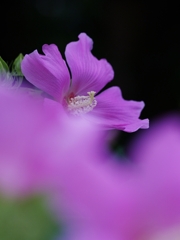 芙蓉（フヨウ）２