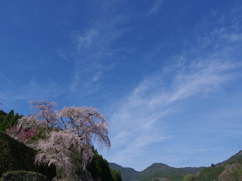 又兵衛桜２