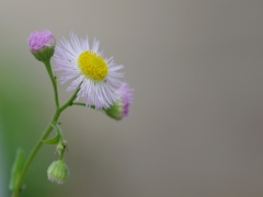 春紫苑（ハルシオン）６