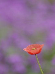 長実雛芥子背景色々４