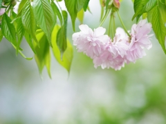 春を告げる花々２１（大島桜）
