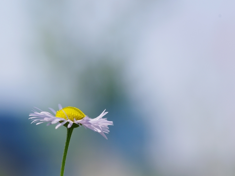 春紫苑（ハルシオン）３