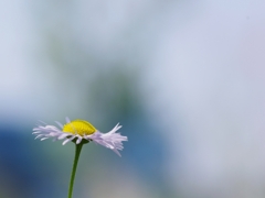 春紫苑（ハルシオン）３