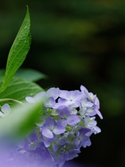 紫陽花は雨が似合う３
