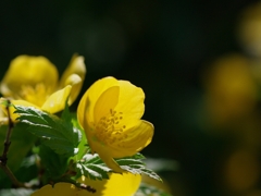 山吹（ヤマブキ）