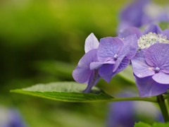 紫陽花（アジサイ）１２