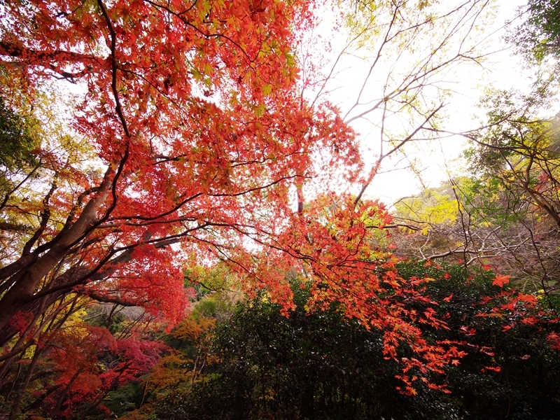 紅葉三昧８（森林植物園３）