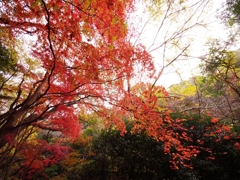 紅葉三昧８（森林植物園３）