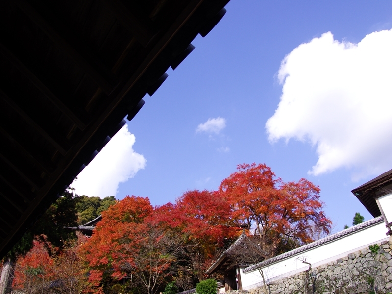 長谷寺の紅葉２