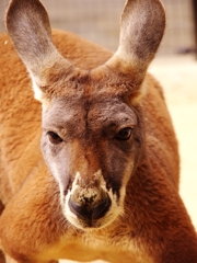 王子動物園３（カンガルー）
